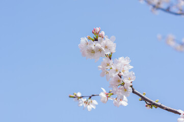 Cherry blossoms in Wuhan, Hubei province, China