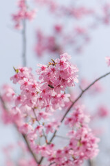 Cherry blossoms in Wuhan, Hubei province, China