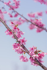 Cherry blossoms in Wuhan, Hubei province, China
