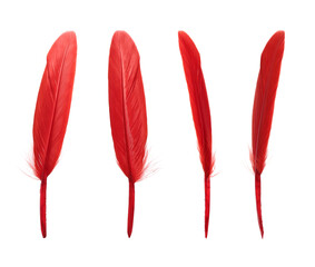 Beautiful red feathers isolated on white, set