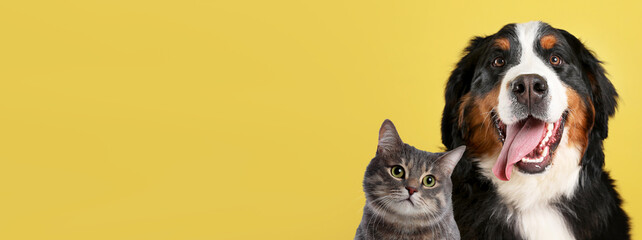 Cute cat and adorable dog on yellow background. Banner design with space for text