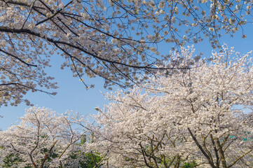 Cherry blossoms in full bloom at Wuhan University in Hubei, China