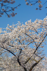 Cherry blossoms in full bloom at Wuhan University in Hubei, China
