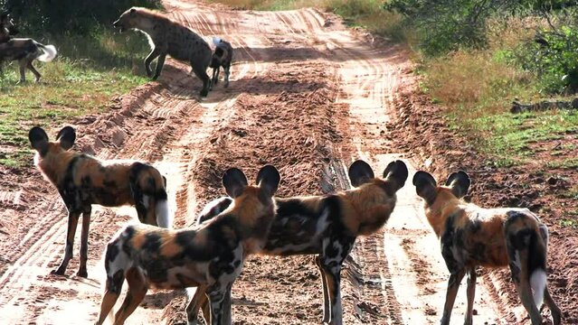 African wild dog pack attack lonely hyena on dirt safari road, South Africa