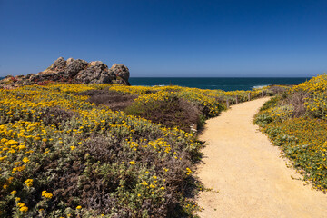 Path leading to the beach at Point Piedras Blancas, California