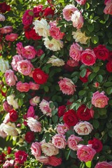 Obraz premium A Lush Garden Trellis Enveloped in a Cascade of Blooming Climbing Roses, Signaling the Arrival of Spring