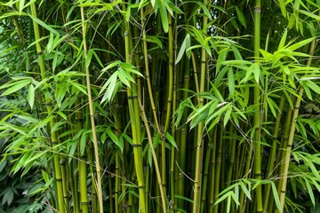 Emerging with Elegance: The Vibrant Green of New Bamboo Shoots Ushering in the Spring Season