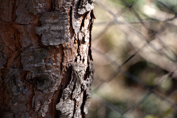 bark of a tree in the forest, closeup of photo. Natural background and texture. Tree bark texture.