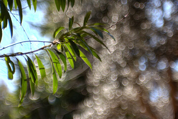Green leaves of a willow tree in the sunlight. Natural background.Green leaves of eucalyptus tree...