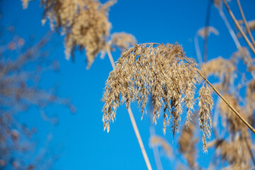 Dry reed against the blue sky in winter. Close-up. Dry reed against the blue sky on a sunny day in winter - obrazy, fototapety, plakaty