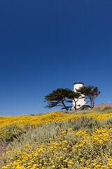 Piedras Blancas Light Station, San Simeon California
