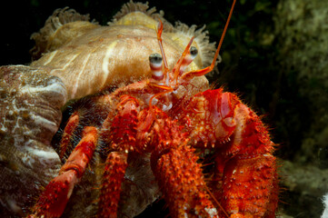 Red Hermit crab (Dardanus calidus) with parasitic anemones (Calliactis parasitica) on its shell. Alghero, Sardinia, Italy. Mediterranean sea
