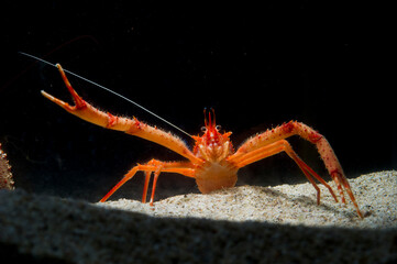 Long-clawed Squat Lobster (Munida rugosa) adult, in sea. Asinara Island, Alghero, Capo Caccia, Sardinia ,italy