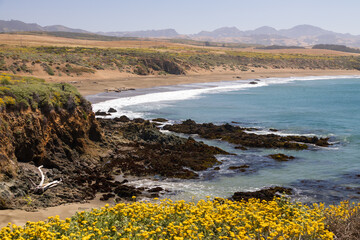 California coastline with yellow wildflowers in foreground