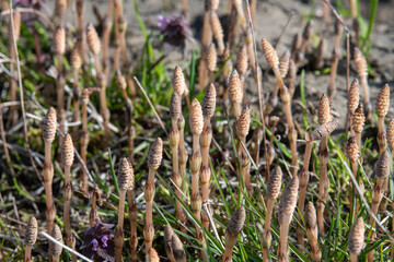 畦に広がる土筆の群れ