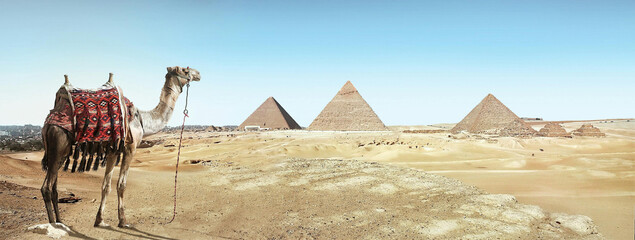 camel in the desert of egypt
