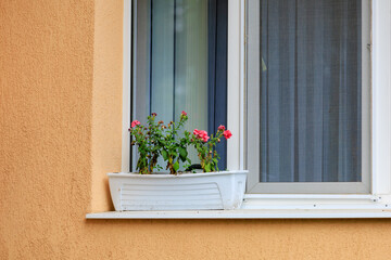 A potted plant sits on a window sill