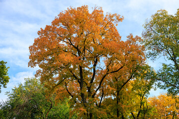 A tree with leaves that are orange and yellow