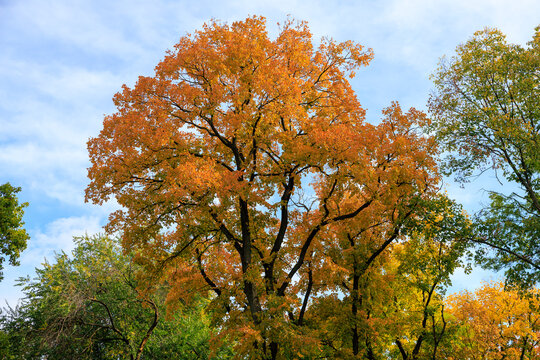 A tree with leaves that are orange and yellow
