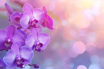 Fototapeta na wymiar Beautiful purple orchid flowers with blurred gradient spring nature background image.
