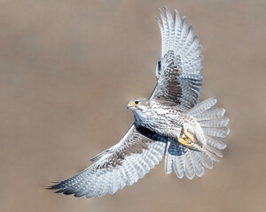 Prairie Falcon (Falco mexicanus) - obrazy, fototapety, plakaty