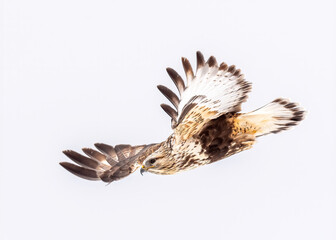 Rough-legged Hawk or Buzzard (Buteo lagopus)