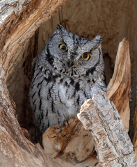 Western Screech Owl (Megascops Kennicottii), 