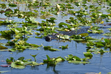  Everglades, Florida, Aligator