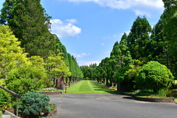 庭園　広島　湧永庭園　新緑