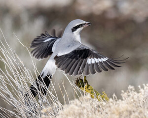 Northern Shrike (Lanius borealis)