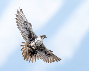 Prairie Falcon (Falco mexicanus)