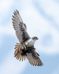 Prairie Falcon (Falco mexicanus)