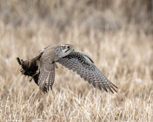 Prairie Falcon (Falco mexicanus)