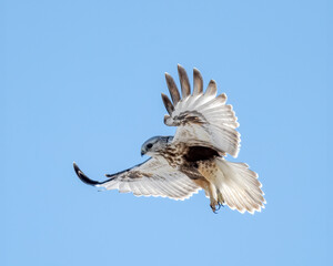 Rough-legged Hawk or Buzzard (Buteo lagopus)