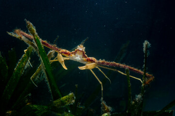 Long-legged spider crab (Macropodia rostrata) , on seaweed, Sardegna,  (Sardinia), Italy (Mediterranean sea). - obrazy, fototapety, plakaty