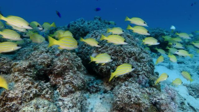 Footage reveals a school of blue-striped snapper fish in the waters surrounding the Mauritius islands, the concept of marine biodiversity, and the beauty of underwater ecosystems.
