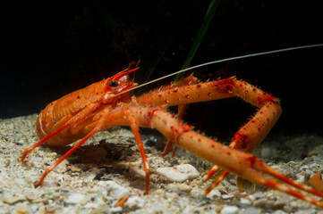 Long-clawed Squat Lobster (Munida rugosa) adult, in sea. Asinara Island, Alghero, Capo Caccia, Sardinia ,italy