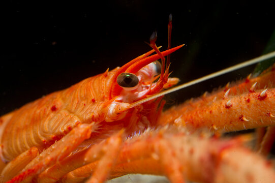 Long-clawed Squat Lobster (Munida rugosa) adult, in sea. Asinara Island, Alghero, Capo Caccia, Sardinia ,italy
