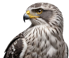 Closeup shot of a goshawk on transparent