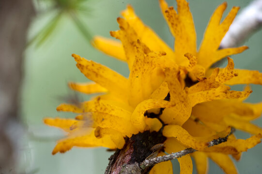 yellow Mushroom on a branch, european pear rust, (Gymnosporangium fuscum syn. Gymnosporangium sabinae) Sardinia, Italy