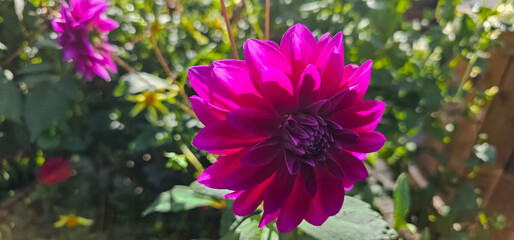 Pompon or ball Dahlias | Beautiful decorative dahlia flower with magnificent blunt petals slightly...