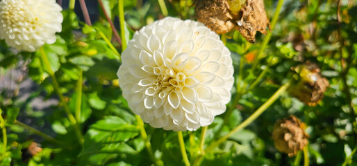 Pompon or ball Dahlias   Beautiful decorative dahlia flower with magnificent blunt petals slightly rounded at their tips © FlorianSchultze
