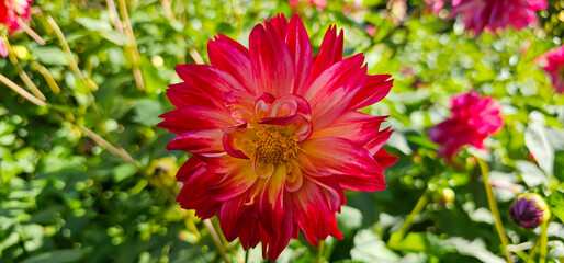 Pompon or ball Dahlias | Beautiful decorative dahlia flower with magnificent blunt petals slightly...