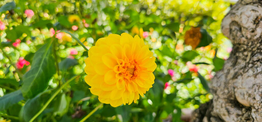 Pompon or ball Dahlias | Beautiful decorative dahlia flower with magnificent blunt petals slightly...