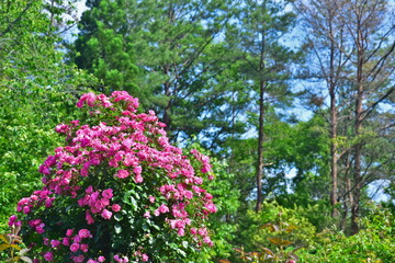 広島　花　庭園　湧永庭園　バラ　薔薇