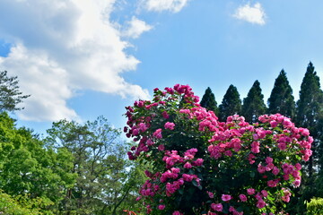広島　花　庭園　湧永庭園　バラ　薔薇