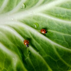 Ladybug: In the field  2  red ladybugs is on a green leaf of cabbage.In Pakistan
