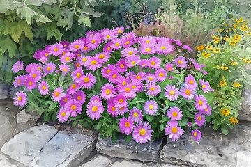 Fototapeta na wymiar Watercolor painting of a large full bush of pink Aster in the garden with other plants and flowers around. Late summer. Perennial garden.