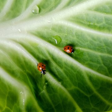Ladybug: In the field  2  red ladybugs is on a green leaf of cabbage.In Pakistan