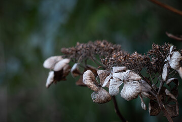 枯れても形をとどめる冬のアジサイ